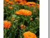 【 夕阳下的金盏菊 】