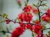 携花拜友--祝春安！！！