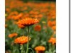 【 夕阳下的金盏菊 】