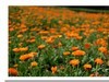 【 夕阳下的金盏菊 】