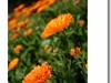 【 夕阳下的金盏菊 】