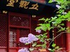 法源寺的丁香