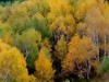 七彩森林景区|云天收夏色 木叶动秋生