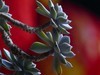 花草偶得