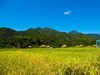 苍坡古村（上）