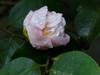 花草偶得