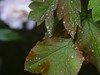 花草偶得