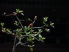 花草偶得