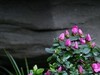 花草偶得