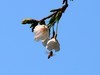 樱花(7)