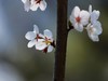 樱花(7)