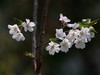 樱花(7)