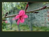 小米手机拍的红桃花