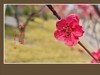 小米手机拍的红桃花