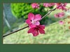 小米手机拍的红桃花