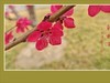 小米手机拍的红桃花