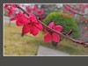 小米手机拍的红桃花