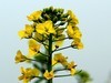 油菜花-5