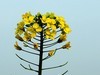 油菜花-5