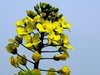 油菜花-5