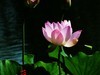 圆明园美荷