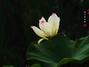 圆明园美荷