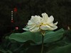 圆明园美荷