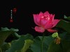 圆明园美荷