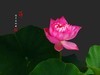 圆明园美荷