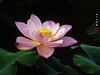 圆明园美荷