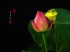圆明园美荷