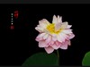 圆明园美荷
