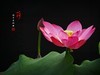 圆明园美荷