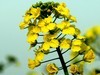 油菜花-5