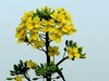油菜花-5