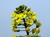 油菜花-5