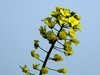 油菜花-5