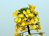 油菜花-5