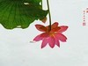 圆明园美荷