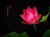 圆明园美荷