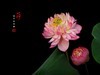 圆明园美荷