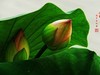 圆明园美荷