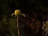 2023年开封市的菊花