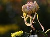 2023年开封市的菊花