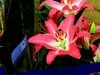 百合花=4