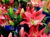 百合花=4