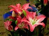 百合花=4
