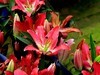 百合花=4