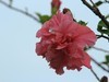 拍摄花卉一（626）