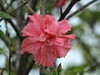 拍摄花卉一（626）